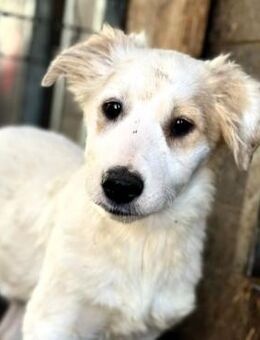 BONNIE (♀) - ein Träumchen in weiß - Duisburg