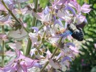 Muskateller - Salbei (Salvia sclarea) - Horgenzell