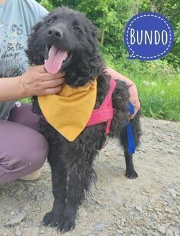 Bundo ein Freubd fürs Leben - Flörsheim-Dalsheim