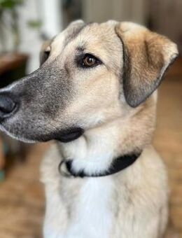 Miles - Junger, lieber Rüde auf PS - Berlin