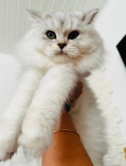 BLH BKH Katze Britisch langhaar kurzhaar Black Silver shaded dame - Ochsenhausen