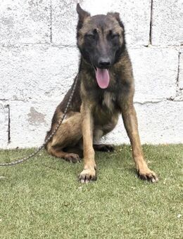 Curro; sucht seine Familie - Geilenkirchen