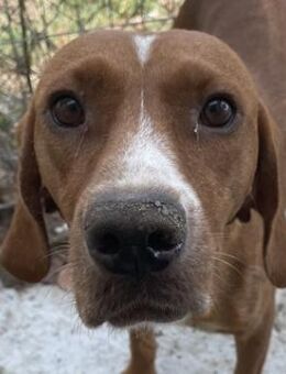 Elma, geb. ca. 03/2021, GRIECHENLAND - Euskirchen