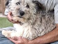 Loki wurde vor die Tür gesetzt - Koblenz