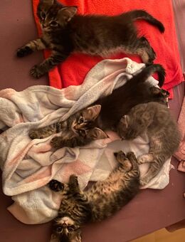 Maine Coon Katzen suchen ein liebevolles zuhause - Stuttgart