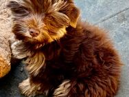 Yorkshire Terrier Welpen Rüden suchen ihr Zuhause - Stuhr