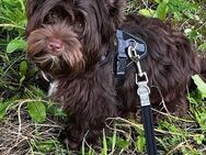 Chocolate Yorkshire Terrier (schokobraun) - Gauting