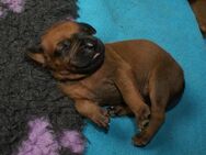 wunderschöne Rhodesian Ridgeback Welpen ! ! ! absolut vitale und einwandfreie kleine Engel - Lohheide