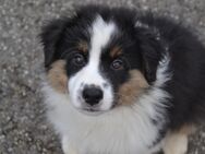 Australian Shepherd Welpen - Oberdolling