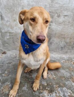 Schüchterner Lexo - Eichenzell