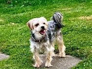 Otto sucht sein Zuhause - Moormerland