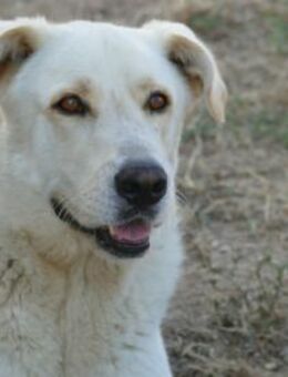 Simon sucht sein Glück - Neuss