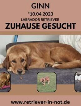 Rohdiamand Ginn sucht Zuhause - Lippetal