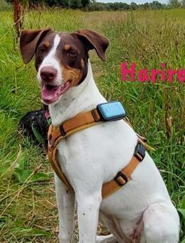 Harira - clevere und aktive Hündin 12/24 - Ruppertsecken