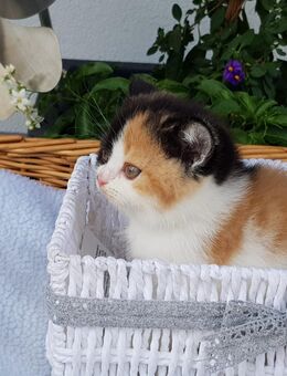 Britisch Kurzhaar Katze Joy vom Kister Silbermond black-tortie-white - Giebelstadt