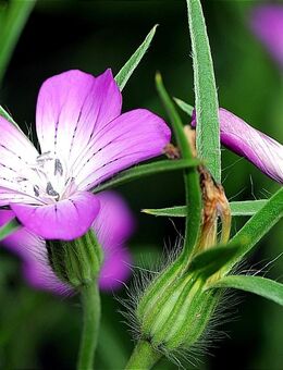 Samen GEWÖHNLICHE KORNRADE (Agrostemma githago) heimische Wildblume - Berlin