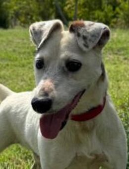 ♥Roki♥ Jacki-Mix, aktiv, liebt Menschen - Hamburg