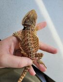 Weibliche und männliche Bartagamen Babys/Jungtiere abzugeben in 29378