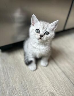 Kitten Britisch Kurzhaar - Bad Sobernheim
