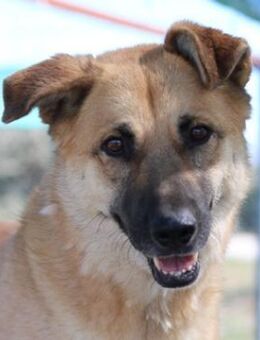 Caipirinha, geb.ca.04/2019, Griechenland - Markdorf