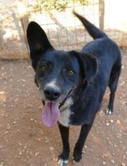 Gerry sucht seine Menschen - Fronreute