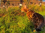 Bengal Kater Loki kastriert 8 Monate alt - Bühlertal