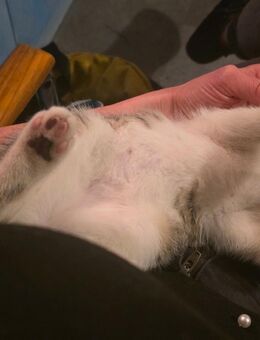 Kitten Perser - Europäisch Kurzhaar Mischling - Querfurt