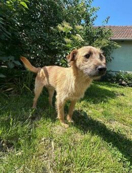 Teddy sucht seine Menschen - Nordwalde