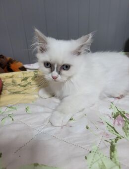 Heilige Birma Kitten - Dortmund