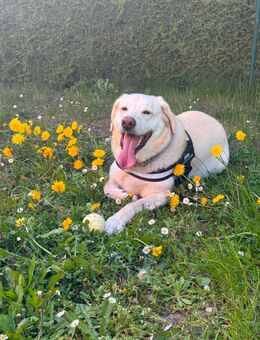 Suche neues Zuhause - Elstra