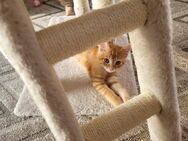 goldener Kater - Rottenburg (Neckar)