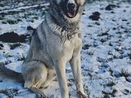 Schäferhund/ Husky Rüde - Lüssow (Landkreis Rostock)