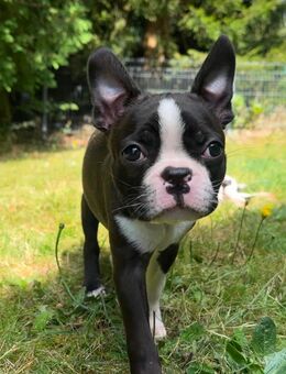 Boston Terrier Welpen - Bad Herrenalb
