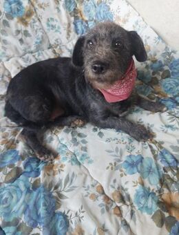 Rita, schüchternes Terriermix Mädchen - Remagen