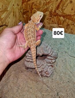 Bartagame Jungtiere ( pogona vitticeps) Farbbartagame - Offstein