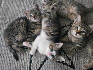 Katzenbaby Europäische Kurzhaar + Bengal Katze Kater Baby Kitten - Düren