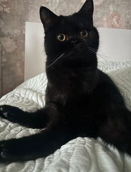 BKH DEKATER - Forchheim Zentrum