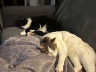 LUCKY u. CHARLY, m., kastr., geb. 2019 - Sipplingen
