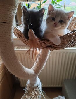 Süße Britisch Kurzhaar Kitten reinrassig - Altenburg