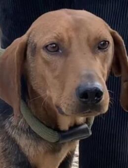 Toller Bracke SNICKER sucht ein Zuhause - Sehnde