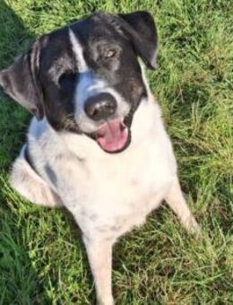 Mosel sucht Familie - Neu Ulm