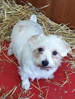Malteser Bub sucht Pflegestelle - Wettenberg