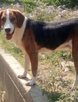 MR. BEA - hübscher Hundejunge sucht Heim - Aerzen