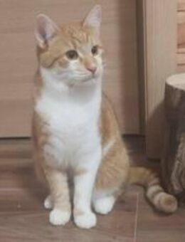 Garfield - Schönheit sucht Familie - München