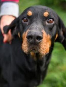 Agiles Zuhause für Bjarne gesucht - München