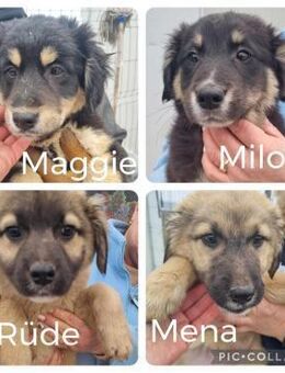 4 Welpen suchen liebe Menschen - Neuhausen (Fildern)