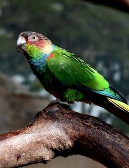 Blaulatzsittiche aus Hobbyzucht - Groß Miltzow