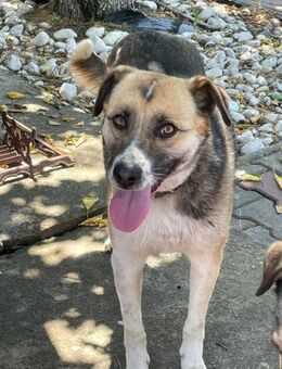 🆘 Notfall 🆘 Notfall 🆘❤️Süßer Romeo❤️ - Eislingen (Fils)