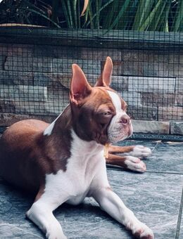 Reinrassige Traum Boston Terrier Welpen dürfen bald ausziehen ! - Aachen Zentrum