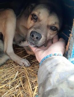 FRED 🍀 hat nun lange genug gewartet - Mylau